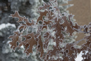 frostedleaves